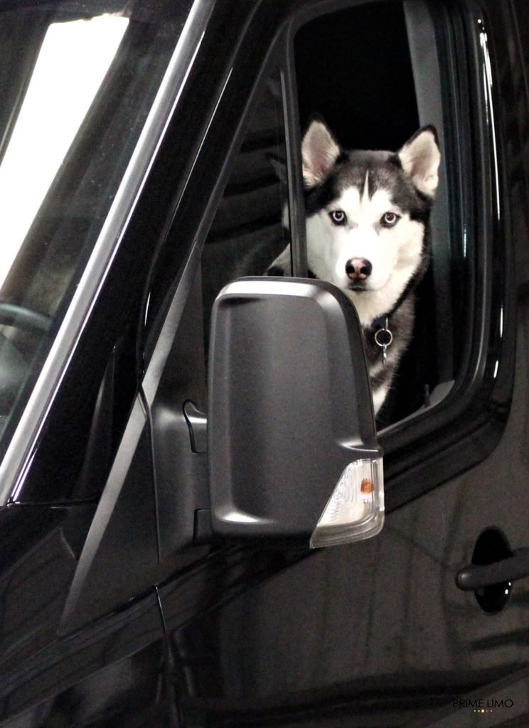 Black and white Siberian Husky looking cute as ever in our black Mercedes Sprinter